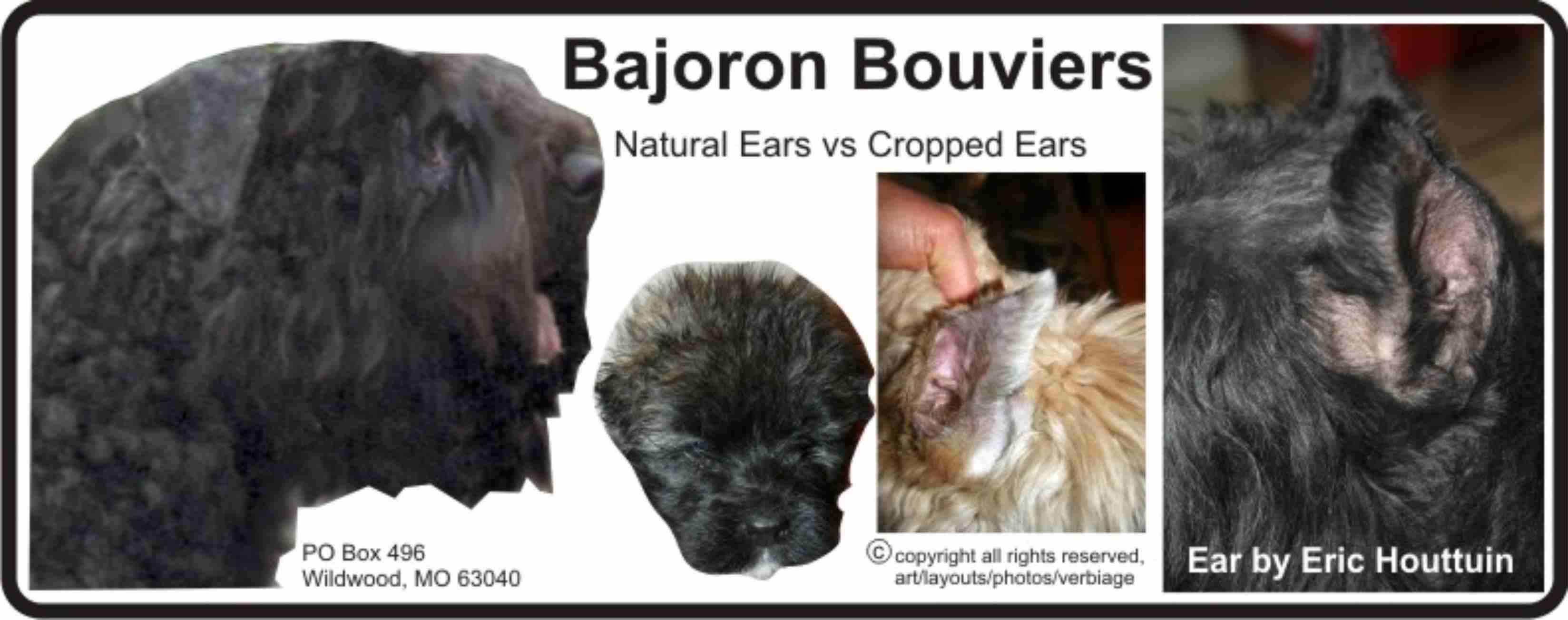 EAR CROPPING & THE BOUVIER DES FLANDRES